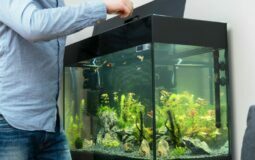 Como cuidar de peixe de aquário com ajuda da tecnologia?