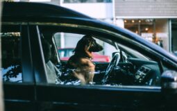 Uber lança nova mobilidade de transporte de animal de estimação