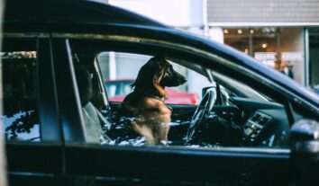 Uber lança nova mobilidade de transporte de animal de estimação